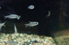 画像1: 【淡水魚】【通販】ブルーリボンテトラ ワイルド【1匹 サンプル画像】（珍カラ）（生体）（淡水）NKCK (1)