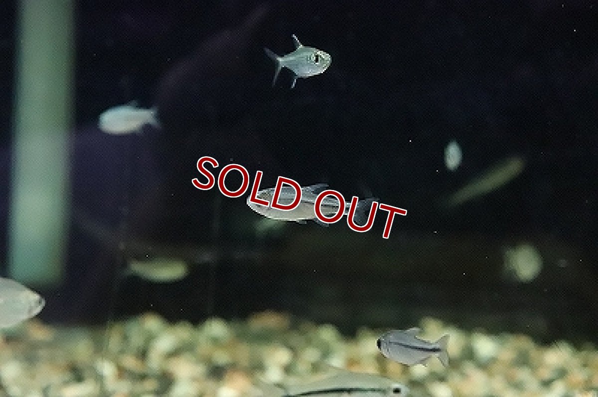 画像2: 【淡水魚】ブルーリボンテトラ ワイルド【1匹 サンプル画像】（珍カラ）（生体）（淡水）NKCK (2)