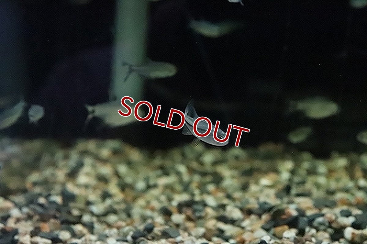 画像3: 【淡水魚】ブルーリボンテトラ ワイルド【1匹 サンプル画像】（珍カラ）（生体）（淡水）NKCK (3)