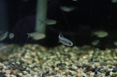 画像3: 【淡水魚】【通販】ブルーリボンテトラ ワイルド【1匹 サンプル画像】（珍カラ）（生体）（淡水）NKCK (3)