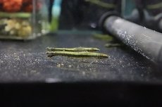 画像1: 【淡水魚】【通販】新産地 レア種 スーパーグリーンダータテトラ イガラッペ カショエイロン産 ワイルド【1匹 サンプル画像】（生体）（淡水）NKCK (1)