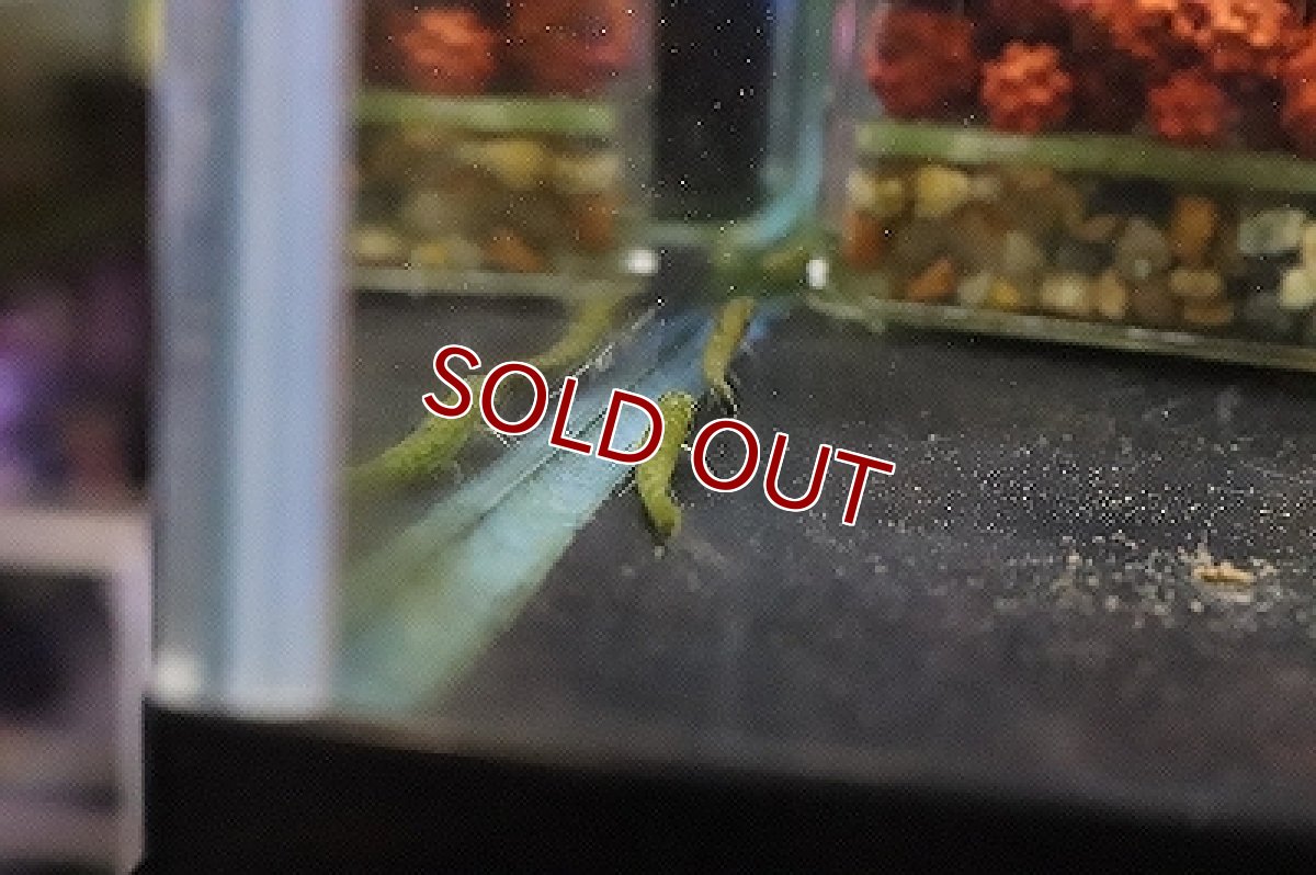 画像2: 【淡水魚】【通販】スーパーグリーンダータテトラ リオ プレト産 ワイルド【1匹 サンプル画像】（珍カラ）（生体）（淡水）NKCK (2)