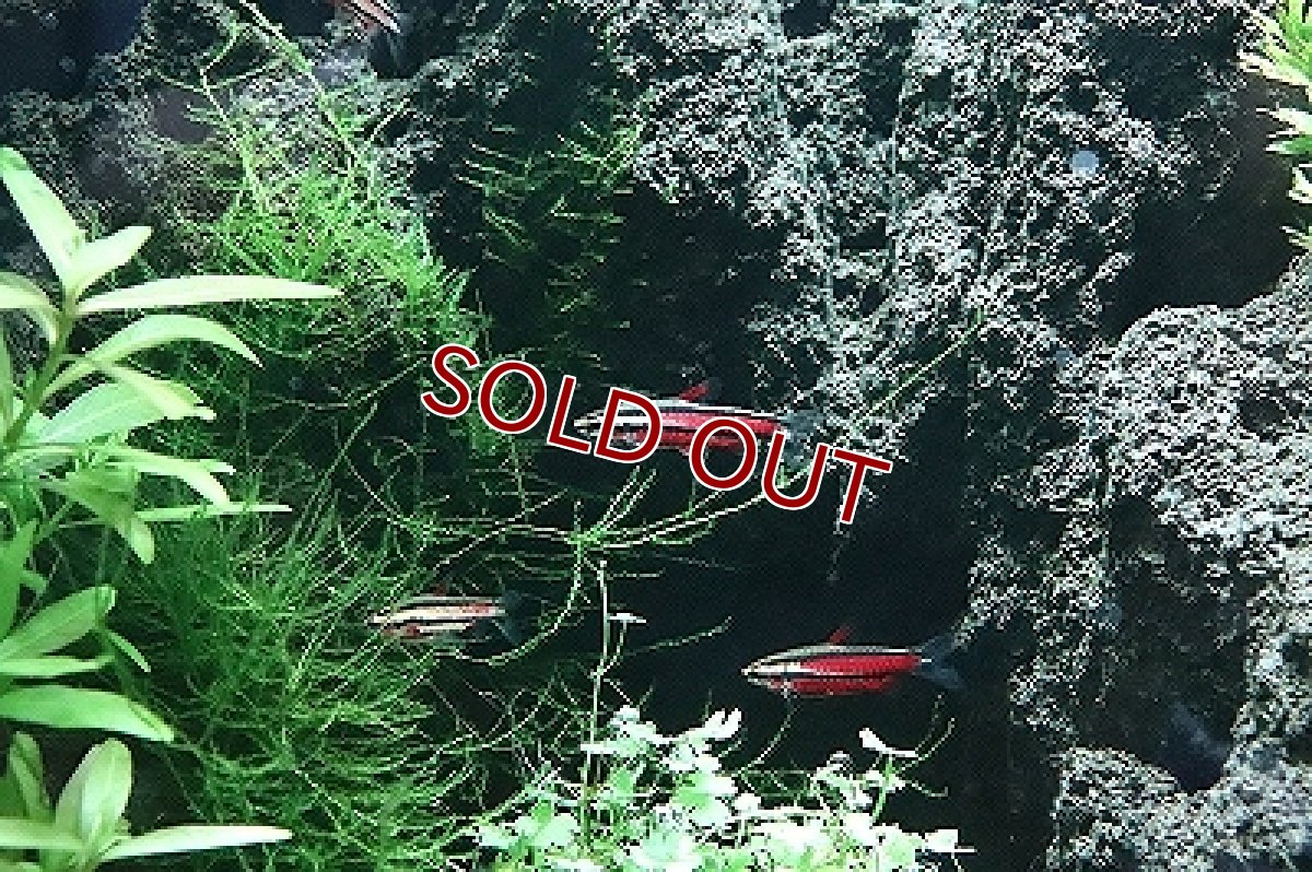 画像2: 【淡水魚】ブラッドレッドペンシル ワイルド【1匹 サンプル画像】（珍カラ）（生体）（淡水）NKCK (2)