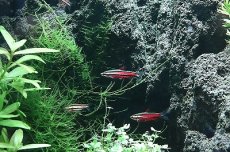 画像2: 【淡水魚】【通販】ブラッドレッドペンシル ワイルド【1匹 サンプル画像】（珍カラ）（生体）（淡水）NKCK (2)