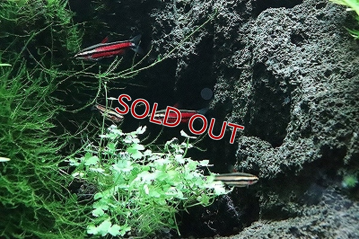 画像3: 【淡水魚】ブラッドレッドペンシル ワイルド【1匹 サンプル画像】（珍カラ）（生体）（淡水）NKCK (3)