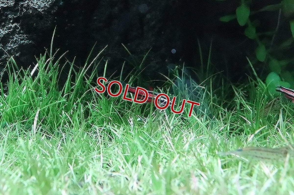 画像4: 【淡水魚】ブラッドレッドペンシル ワイルド【1匹 サンプル画像】（珍カラ）（生体）（淡水）NKCK (4)