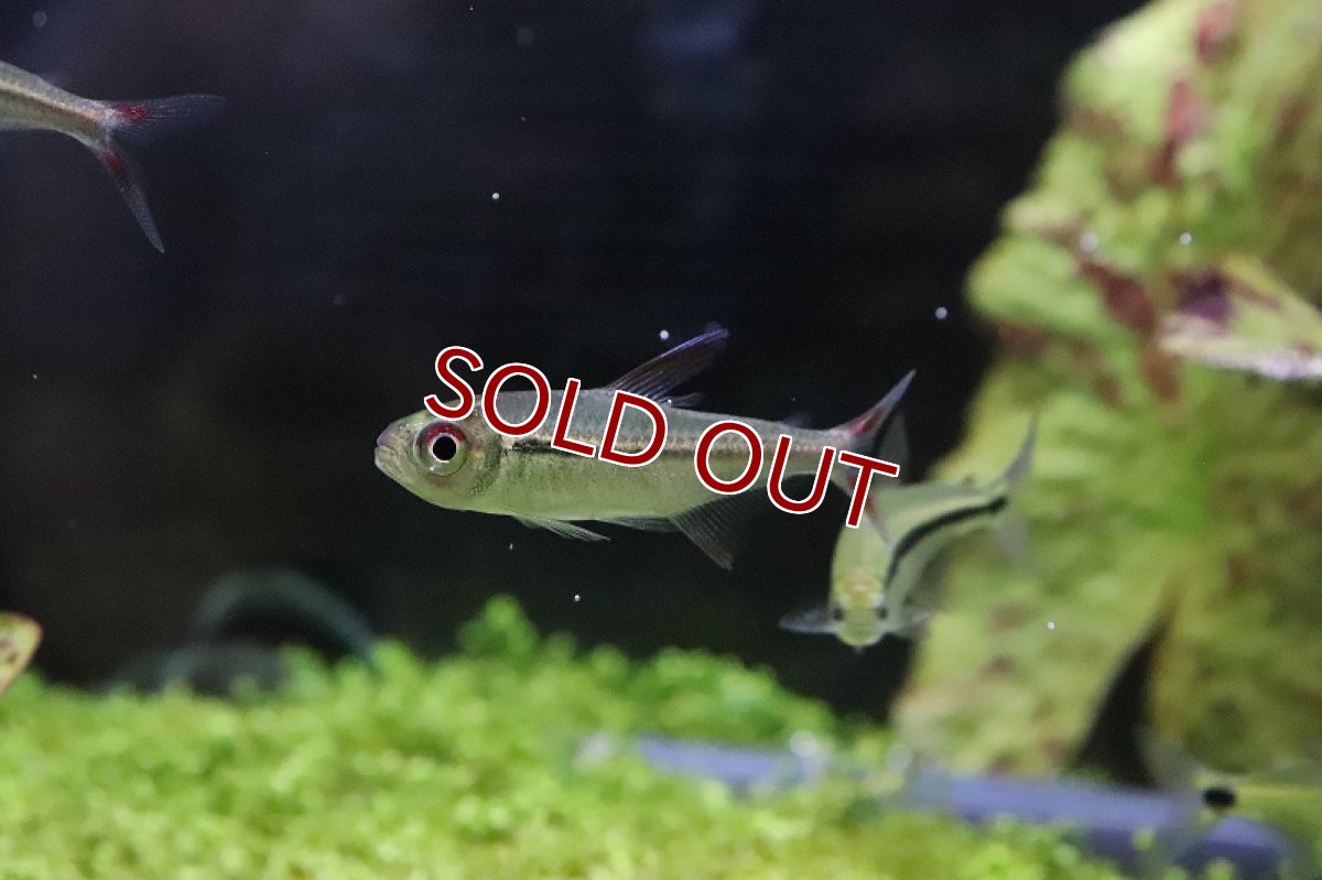 画像2: 【淡水魚】【通販】激安 スーパーレッドアローテトラ ノーバアイロン産 ワイルド【1匹 サンプル画像】（生体）（淡水）NKCK (2)