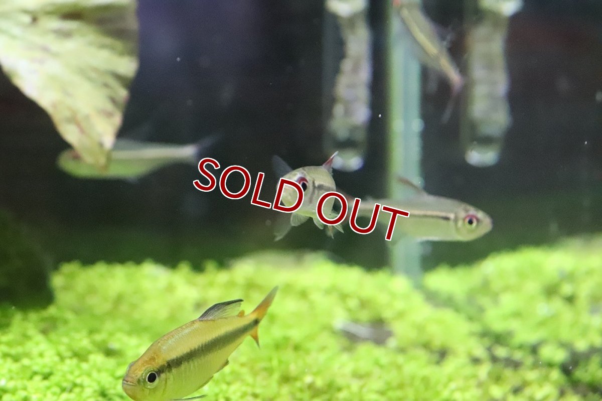 画像3: 【淡水魚】【通販】激安 スーパーレッドアローテトラ ノーバアイロン産 ワイルド【1匹 サンプル画像】（生体）（淡水）NKCK (3)