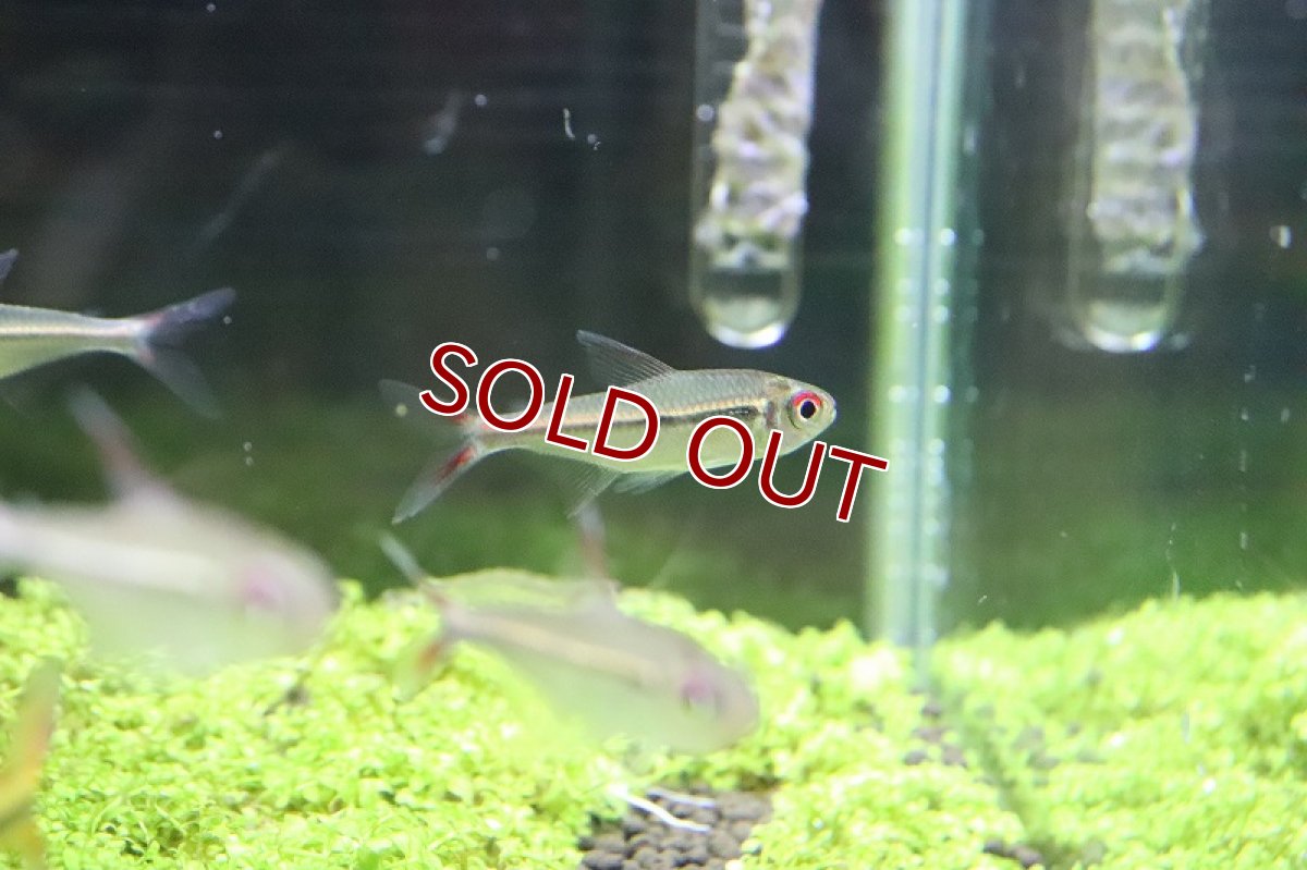 画像4: 【淡水魚】【通販】激安 スーパーレッドアローテトラ ノーバアイロン産 ワイルド【1匹 サンプル画像】（生体）（淡水）NKCK (4)