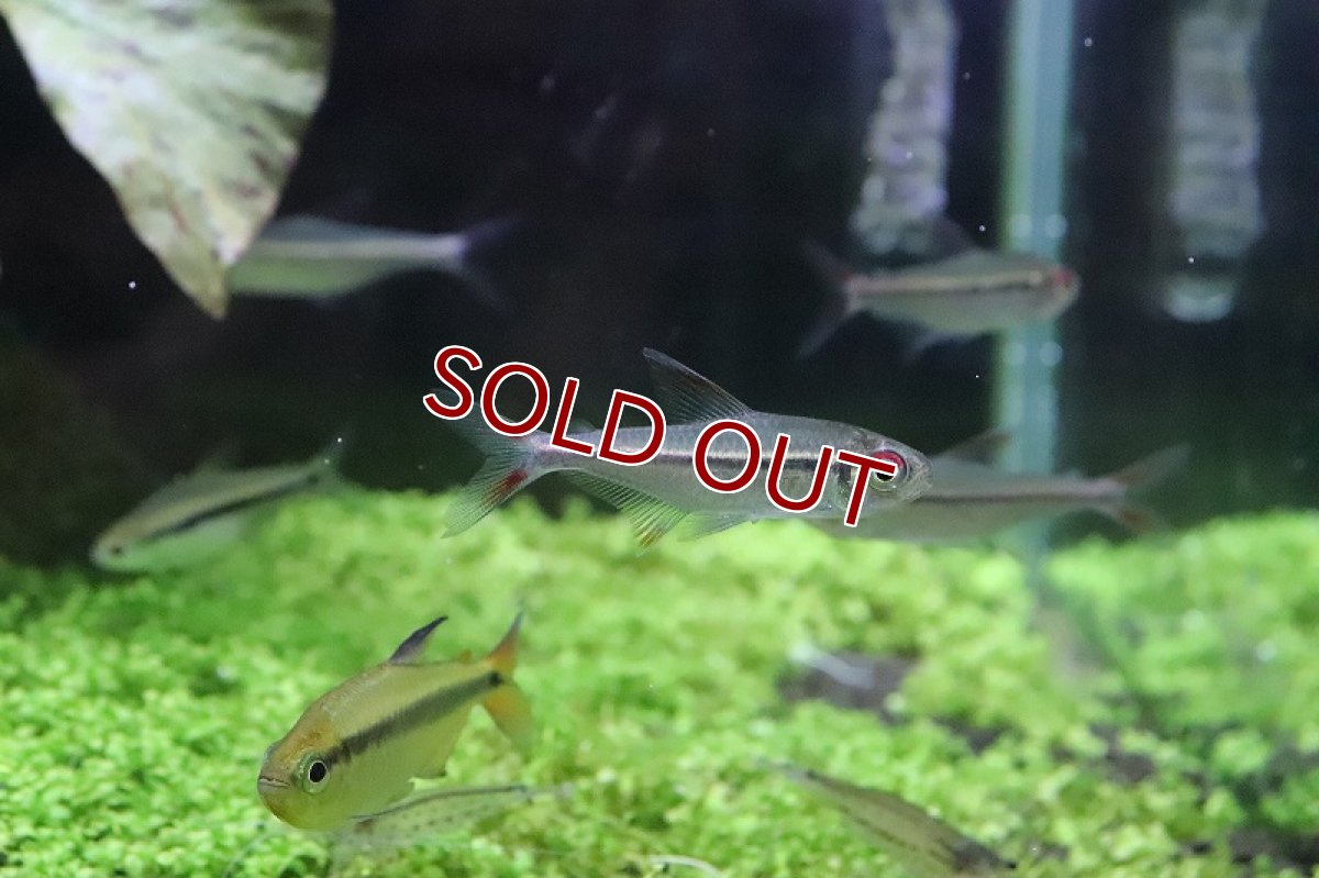 画像7: 【淡水魚】【通販】激安 スーパーレッドアローテトラ ノーバアイロン産 ワイルド【1匹 サンプル画像】（生体）（淡水）NKCK (7)