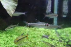 画像7: 【淡水魚】【通販】激安 スーパーレッドアローテトラ ノーバアイロン産 ワイルド【1匹 サンプル画像】（生体）（淡水）NKCK (7)