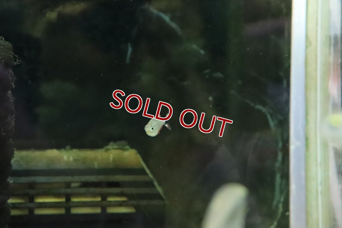 画像2: 【淡水魚】【通販】ソルソルテトラ レッド ワイルド【1匹 サンプル画像】（珍カラ）（生体）（淡水）NKCK (2)