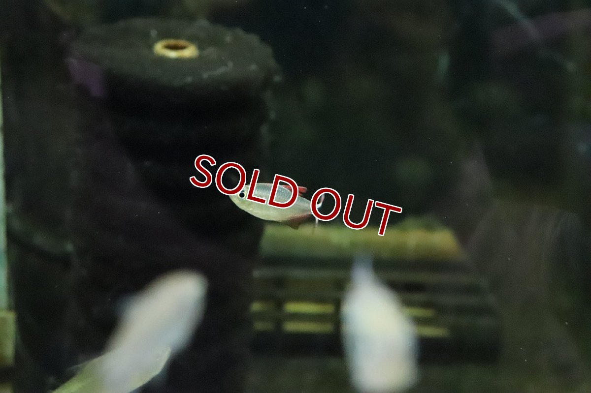 画像3: 【淡水魚】【通販】ソルソルテトラ レッド ワイルド【1匹 サンプル画像】（珍カラ）（生体）（淡水）NKCK (3)