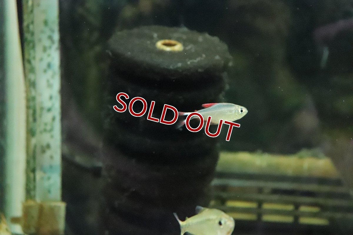 画像4: 【淡水魚】【通販】ソルソルテトラ レッド ワイルド【1匹 サンプル画像】（珍カラ）（生体）（淡水）NKCK (4)