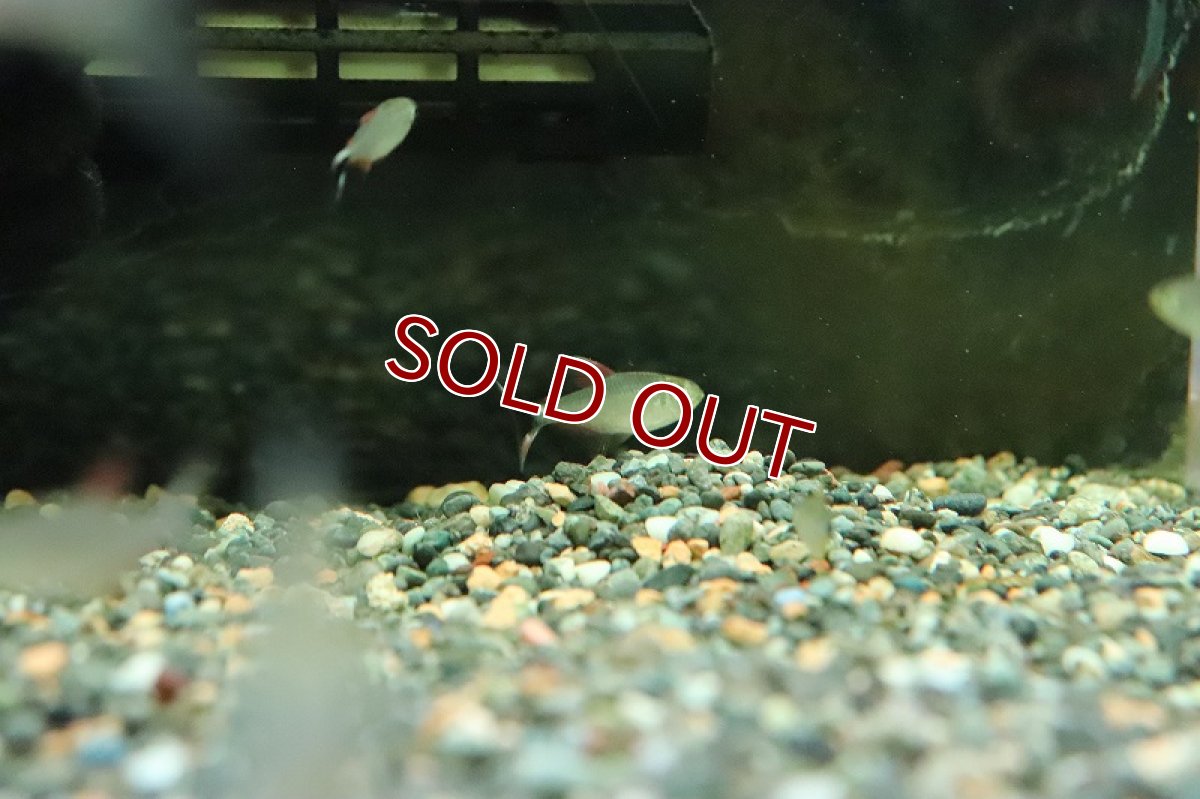 画像5: 【淡水魚】【通販】ソルソルテトラ レッド ワイルド【1匹 サンプル画像】（珍カラ）（生体）（淡水）NKCK (5)