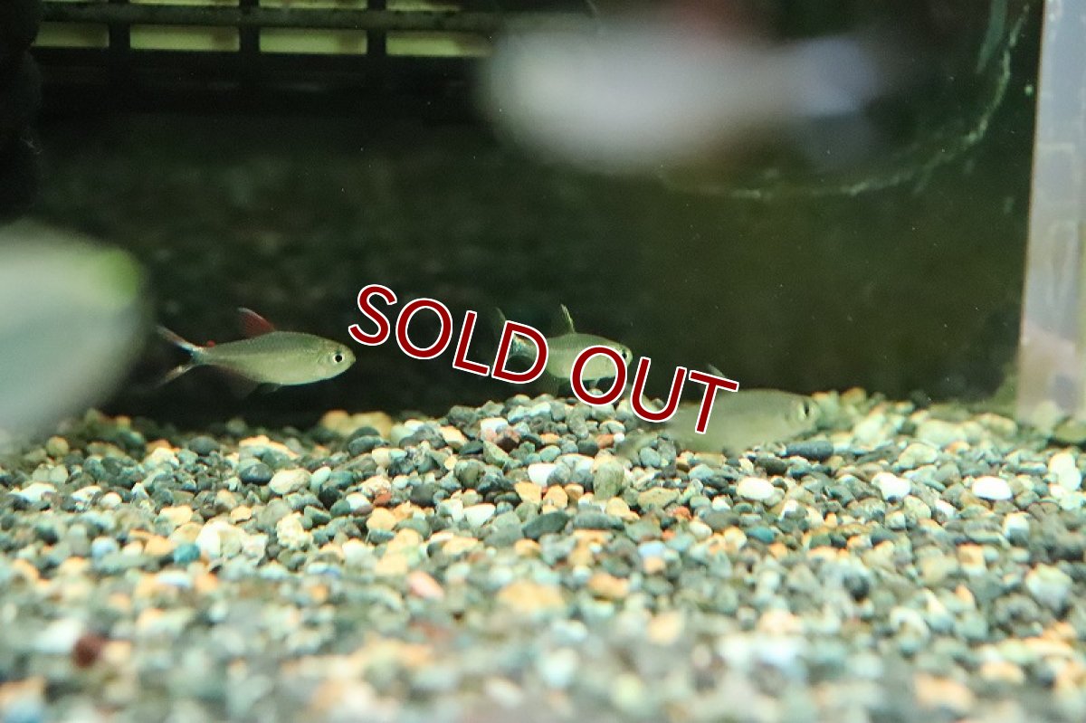 画像2: 【淡水魚】ソルソルテトラ イエロー ワイルド【1匹 サンプル画像】（珍カラ）（生体）（淡水）NKCK (2)