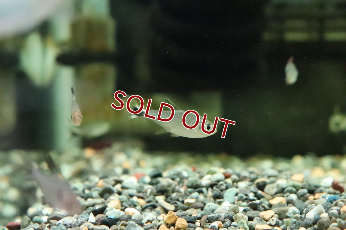 画像3: 【淡水魚】ソルソルテトラ イエロー ワイルド【1匹 サンプル画像】（珍カラ）（生体）（淡水）NKCK (3)