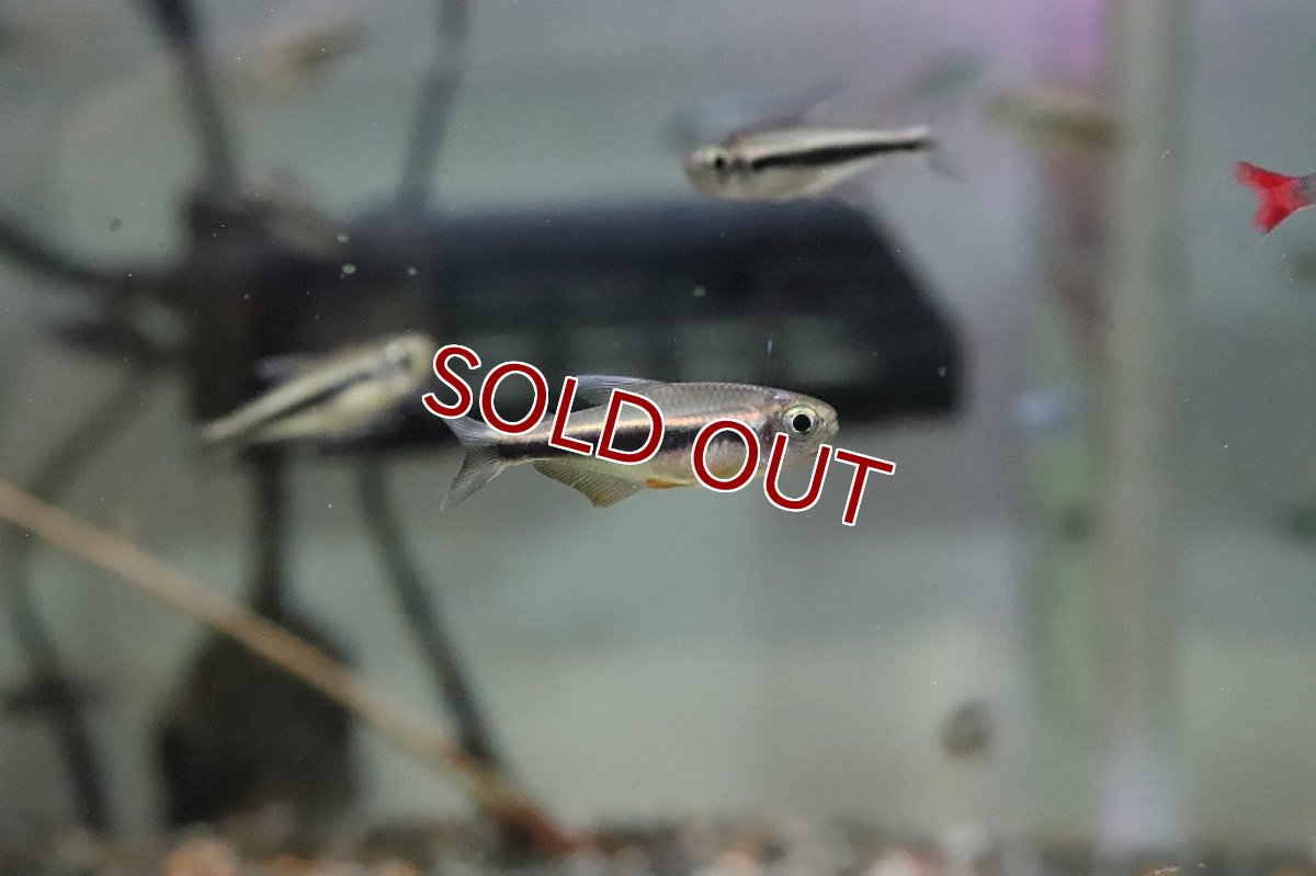 画像2: 【淡水魚】オレンジフィン モンクホーシャファエノタ アルトリオマディラ産 ワイルド【1匹】（珍カラ）（生体）（淡水）NKCK (2)