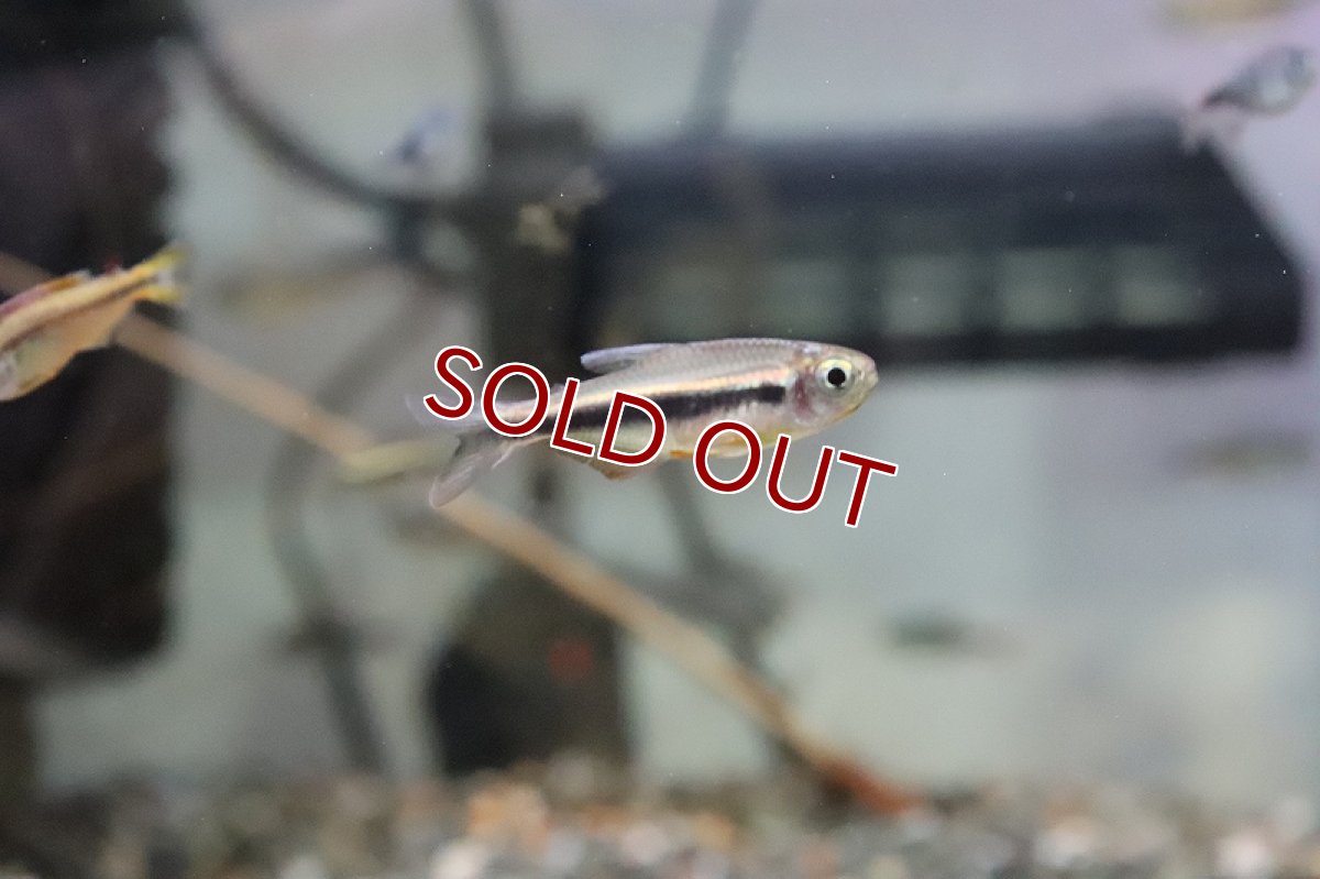 画像3: 【淡水魚】オレンジフィン モンクホーシャファエノタ アルトリオマディラ産 ワイルド【1匹】（珍カラ）（生体）（淡水）NKCK (3)