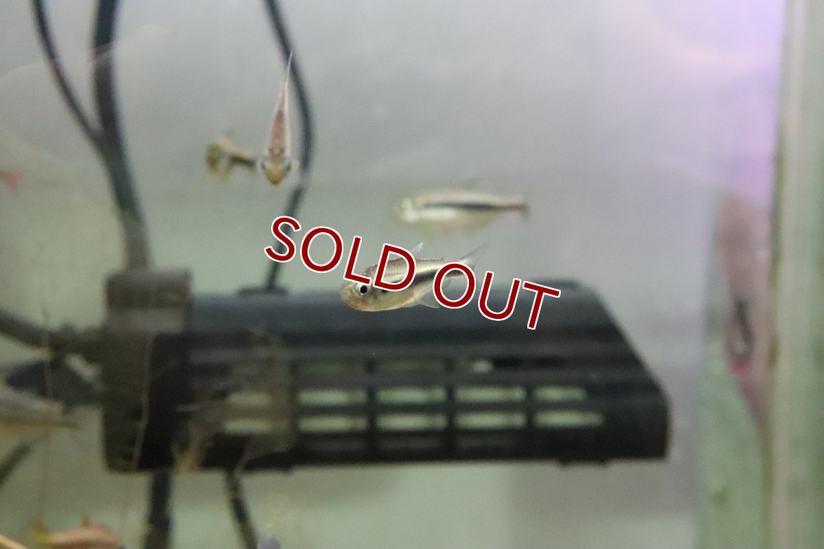 画像4: 【淡水魚】オレンジフィン モンクホーシャファエノタ アルトリオマディラ産 ワイルド【1匹】（珍カラ）（生体）（淡水）NKCK (4)