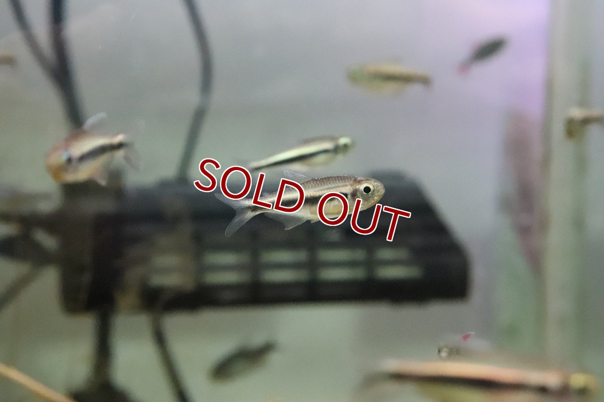 画像5: 【淡水魚】オレンジフィン モンクホーシャファエノタ アルトリオマディラ産 ワイルド【1匹】（珍カラ）（生体）（淡水）NKCK (5)