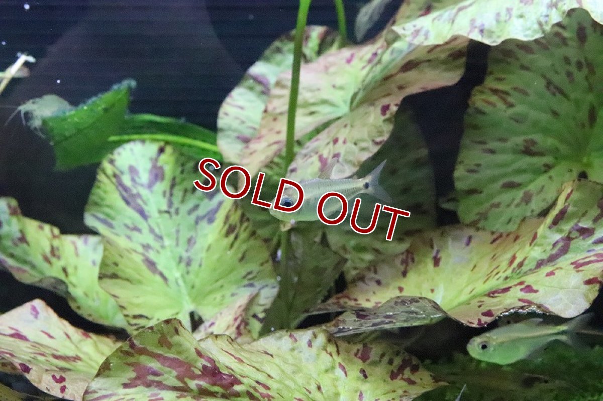 画像2: 【淡水魚】日本初入荷? パレシスコギャルテトラ アルトリオマディラ産 ワイルド【1匹】（珍カラ）（生体）（淡水）NKCK (2)