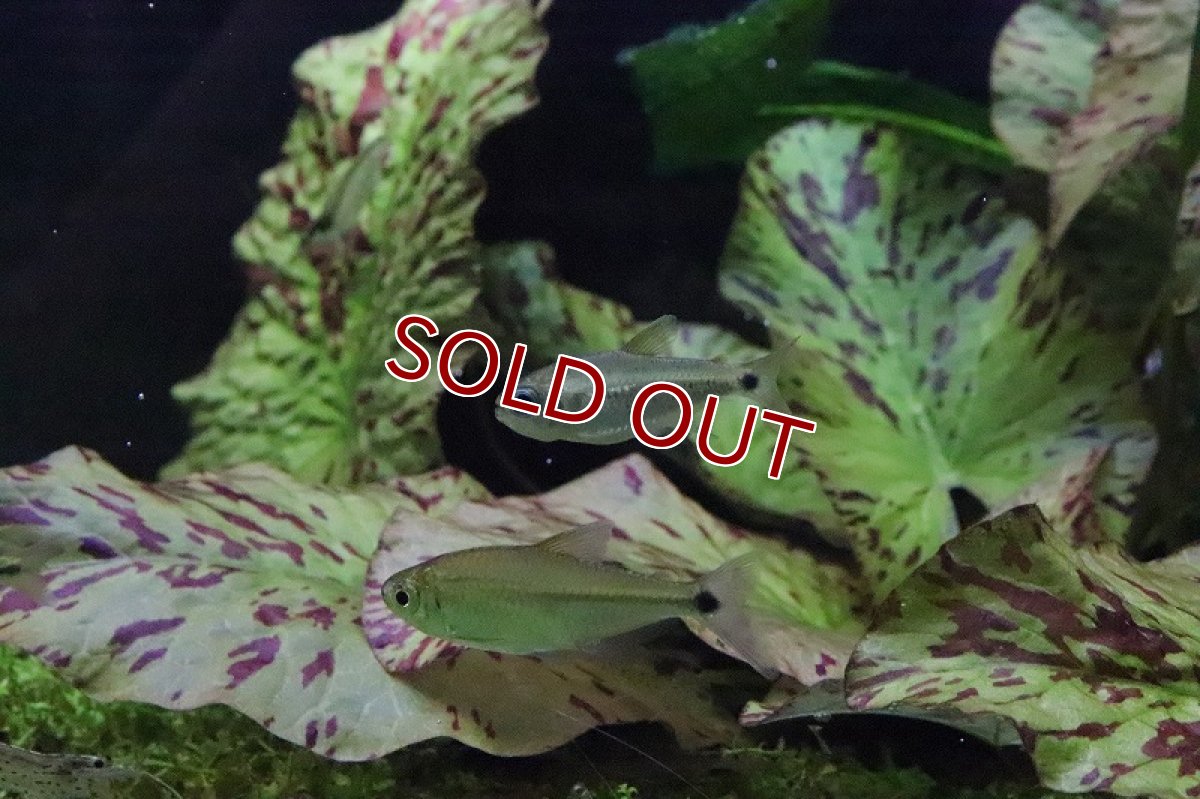 画像3: 【淡水魚】日本初入荷? パレシスコギャルテトラ アルトリオマディラ産 ワイルド【1匹】（珍カラ）（生体）（淡水）NKCK (3)