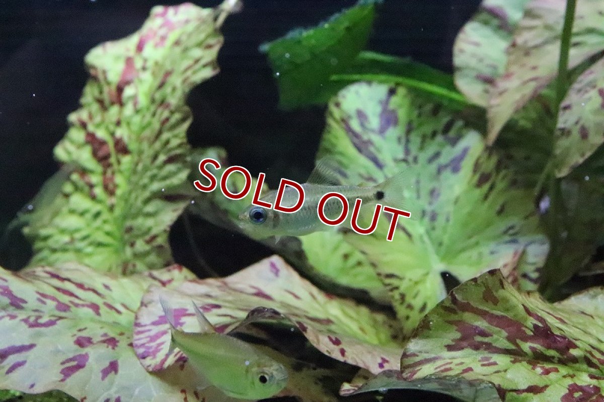 画像4: 【淡水魚】日本初入荷? パレシスコギャルテトラ アルトリオマディラ産 ワイルド【1匹】（珍カラ）（生体）（淡水）NKCK (4)