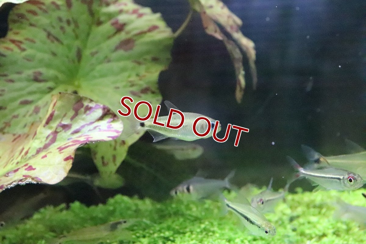 画像5: 【淡水魚】日本初入荷? パレシスコギャルテトラ アルトリオマディラ産 ワイルド【1匹】（珍カラ）（生体）（淡水）NKCK (5)