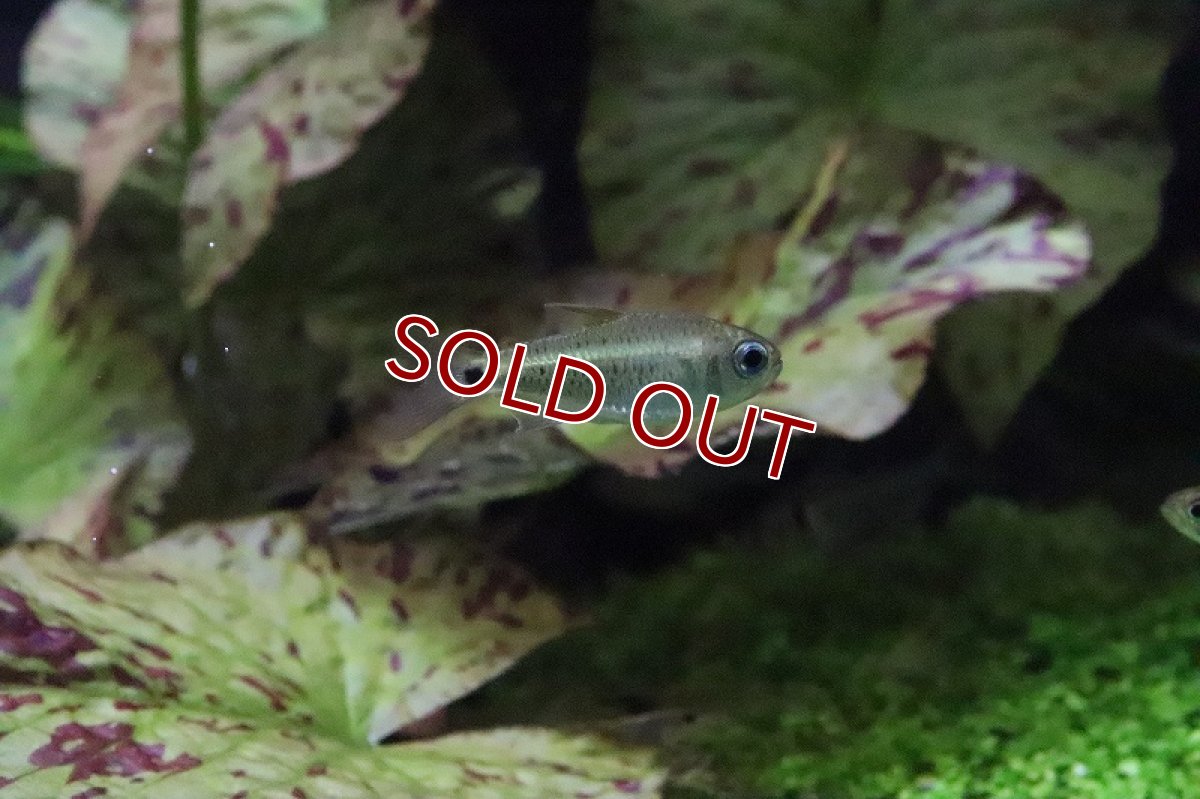 画像6: 【淡水魚】日本初入荷? パレシスコギャルテトラ アルトリオマディラ産 ワイルド【1匹】（珍カラ）（生体）（淡水）NKCK (6)