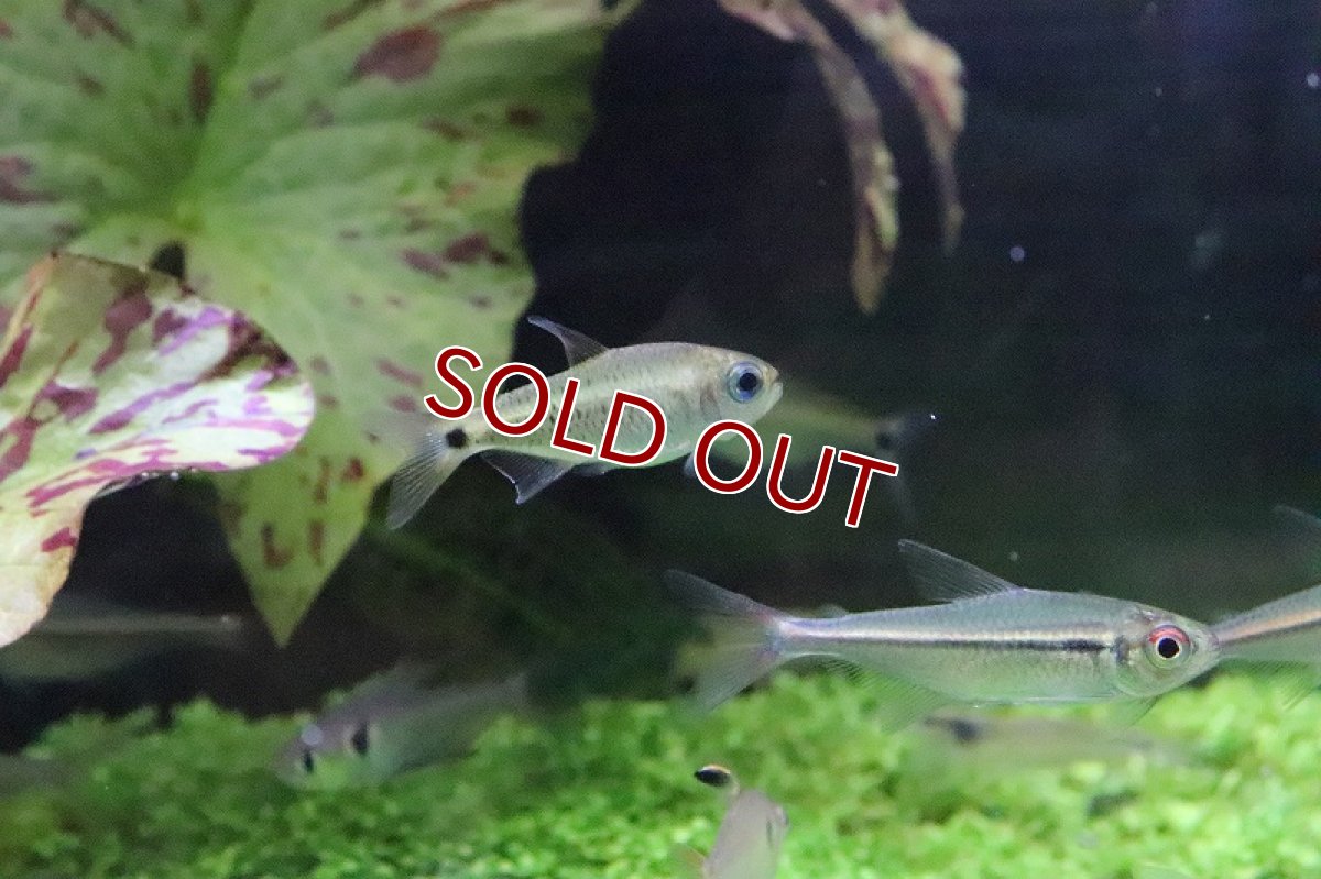 画像7: 【淡水魚】日本初入荷? パレシスコギャルテトラ アルトリオマディラ産 ワイルド【1匹】（珍カラ）（生体）（淡水）NKCK (7)