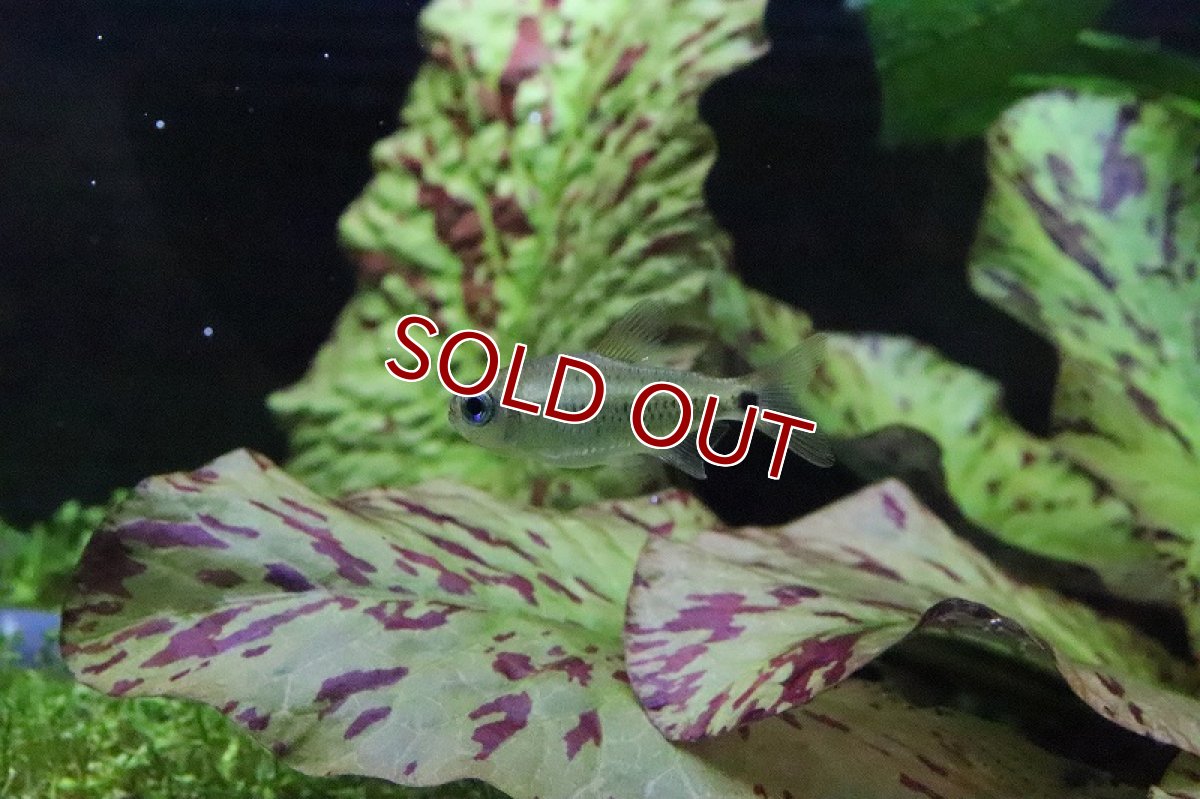 画像8: 【淡水魚】日本初入荷? パレシスコギャルテトラ アルトリオマディラ産 ワイルド【1匹】（珍カラ）（生体）（淡水）NKCK (8)