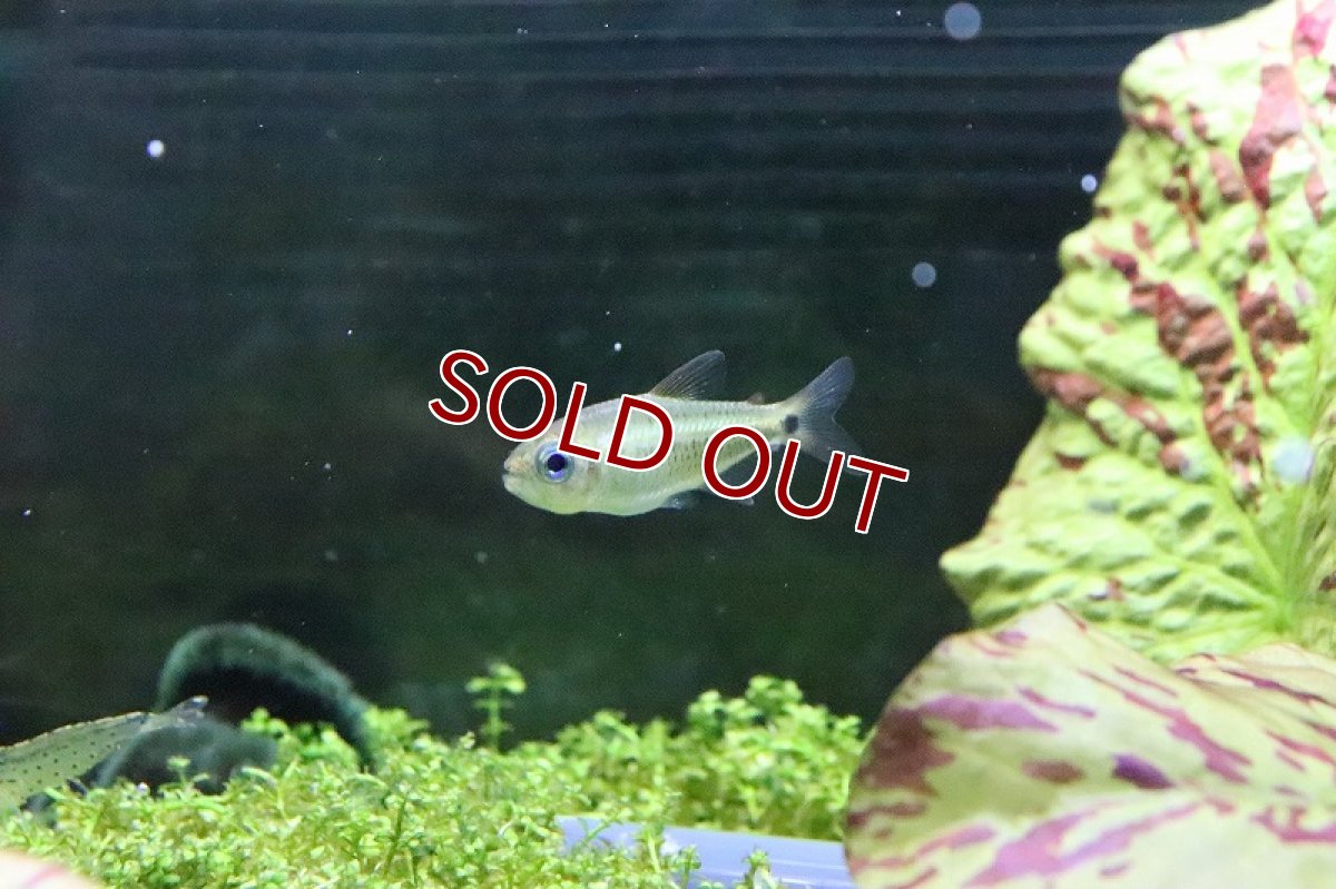 画像9: 【淡水魚】日本初入荷? パレシスコギャルテトラ アルトリオマディラ産 ワイルド【1匹】（珍カラ）（生体）（淡水）NKCK (9)