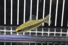 画像1: 【淡水魚】【通販】ディスティコダス  トゥジェルシー ワイルド【1匹】(±5cm)（珍カラ）（生体）（淡水）NKCK (1)