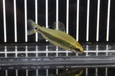 画像2: 【淡水魚】【通販】ディスティコダス  トゥジェルシー ワイルド【1匹】(±5cm)（珍カラ）（生体）（淡水）NKCK (2)