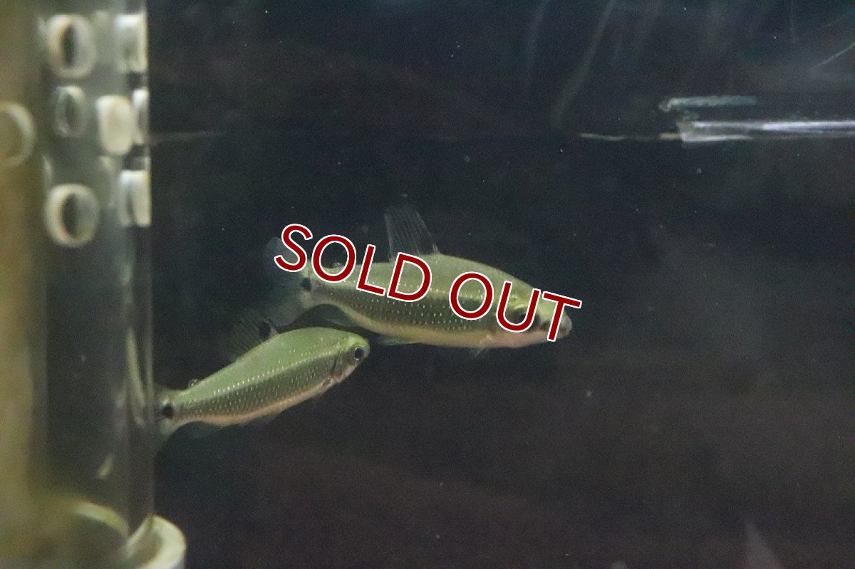 画像3: 【淡水魚】ディスティコダス  トゥジェルシー ワイルド【1匹】(±5cm)（珍カラ）（生体）（淡水）NKCK (3)