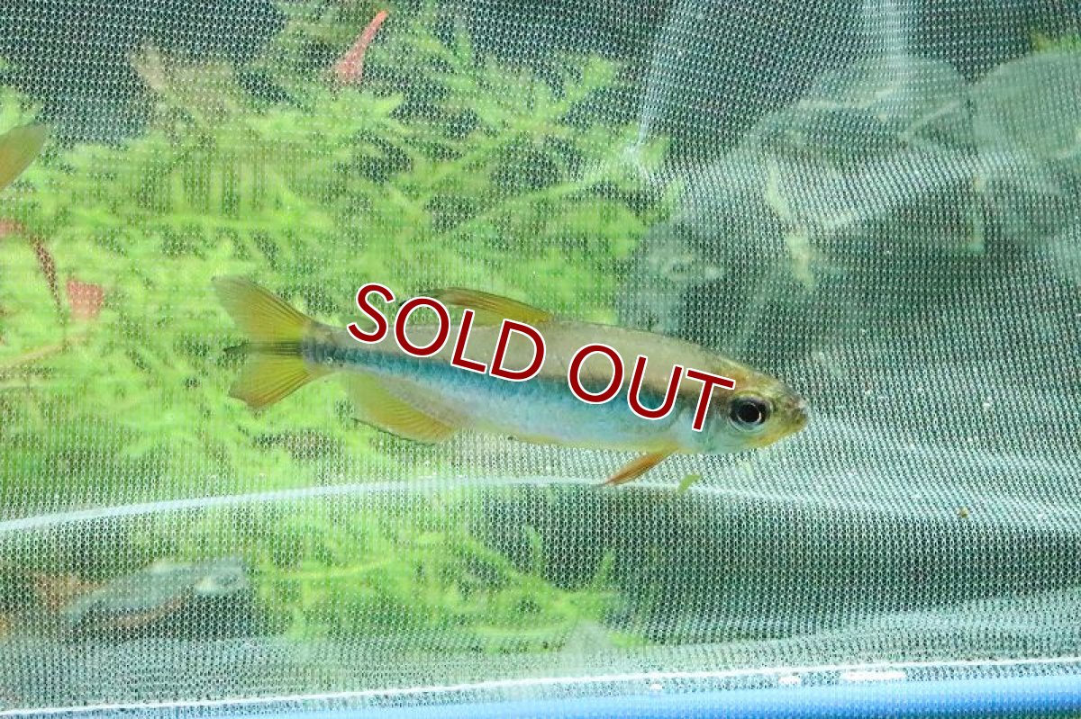 画像2: 【淡水魚】激レア 特価 バイオレットイエローチェリーコンゴテトラ ワイルド【1匹】（珍カラ）（生体）（淡水）NKCK (2)