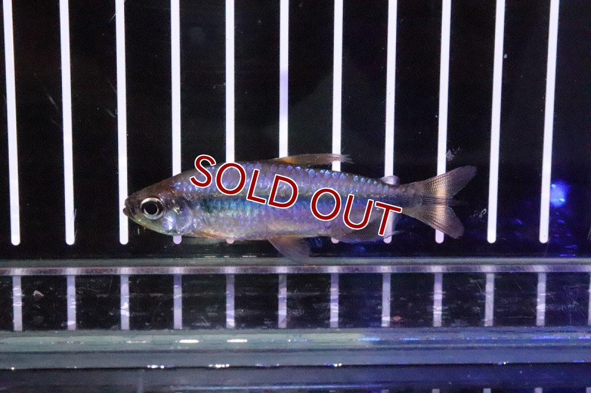 画像3: 【淡水魚】激レア 特価 バイオレットイエローチェリーコンゴテトラ ワイルド【1匹】（珍カラ）（生体）（淡水）NKCK (3)