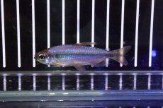 画像3: 【淡水魚】【通販】激レア 特価 バイオレットイエローチェリーコンゴテトラ ワイルド【1匹】（珍カラ）（生体）（淡水）NKCK (3)