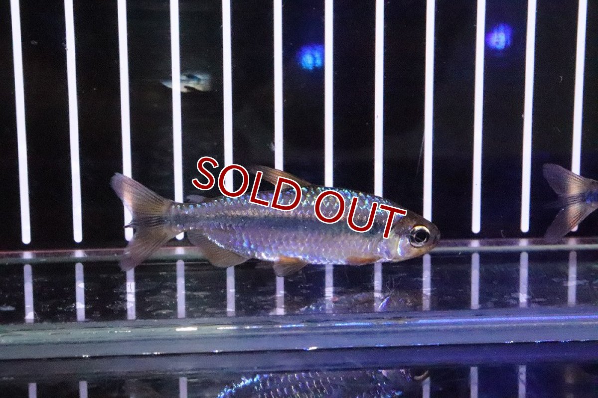 画像4: 【淡水魚】激レア 特価 バイオレットイエローチェリーコンゴテトラ ワイルド【1匹】（珍カラ）（生体）（淡水）NKCK (4)