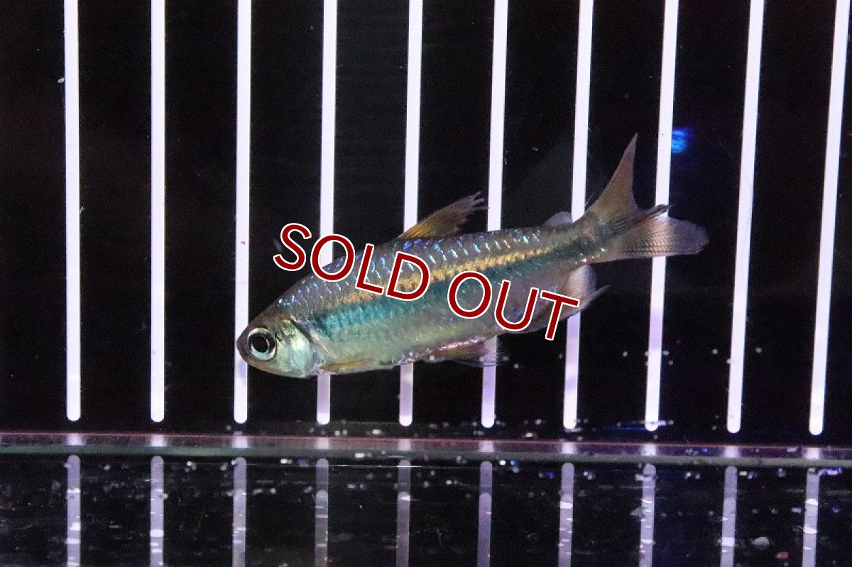 画像5: 【淡水魚】激レア 特価 バイオレットイエローチェリーコンゴテトラ ワイルド【1匹】（珍カラ）（生体）（淡水）NKCK (5)