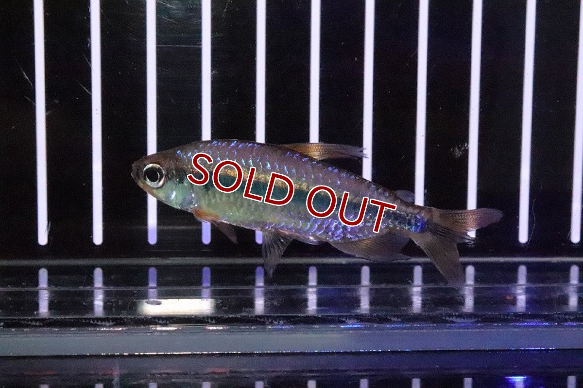 画像6: 【淡水魚】激レア 特価 バイオレットイエローチェリーコンゴテトラ ワイルド【1匹】（珍カラ）（生体）（淡水）NKCK (6)
