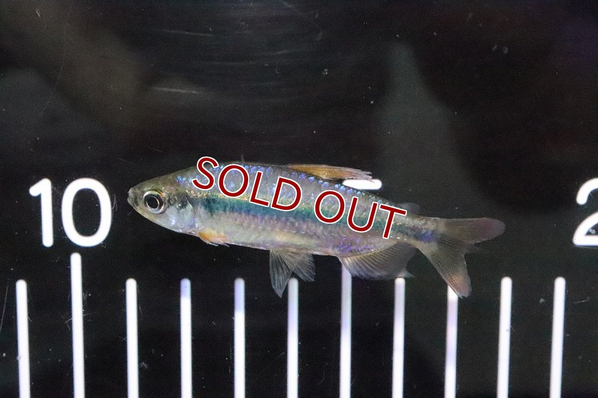 画像7: 【淡水魚】激レア 特価 バイオレットイエローチェリーコンゴテトラ ワイルド【1匹】（珍カラ）（生体）（淡水）NKCK (7)