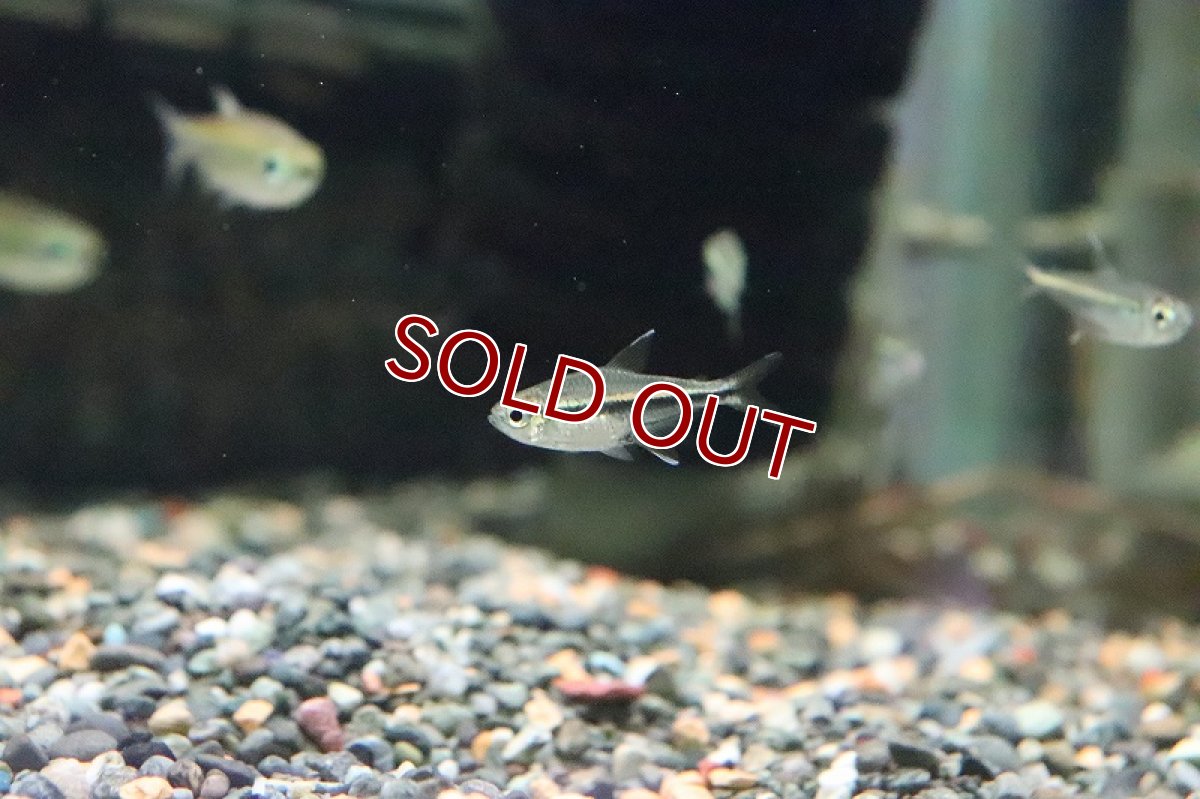 画像2: 【淡水魚】ゴールデンオレンジラインテトラ ペルー産 ワルド【1匹】（珍カラ）（生体）（淡水）NKCK (2)