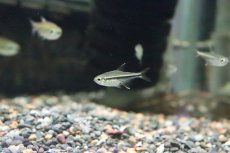 画像2: 【淡水魚】【通販】ゴールデンオレンジラインテトラ ペルー産 ワルド【1匹】（珍カラ）（生体）（淡水）NKCK (2)