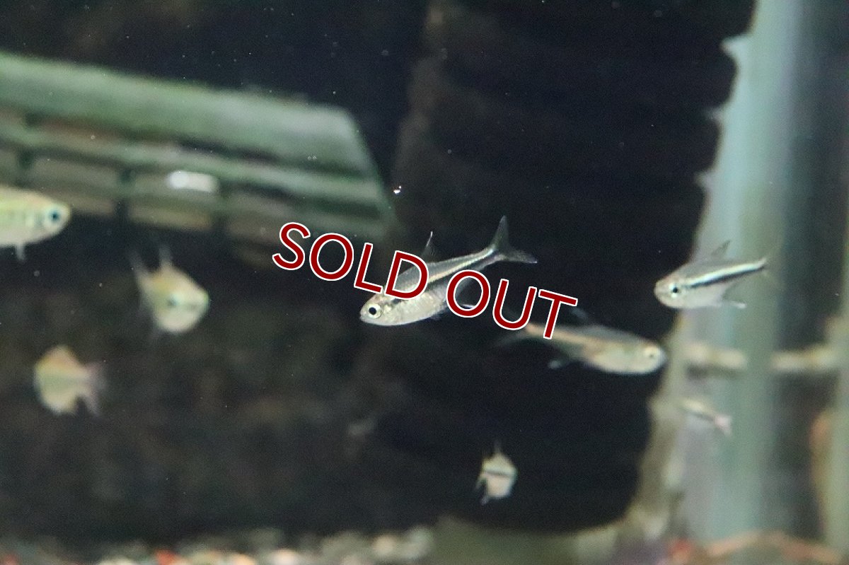 画像3: 【淡水魚】ゴールデンオレンジラインテトラ ペルー産 ワルド【1匹】（珍カラ）（生体）（淡水）NKCK (3)