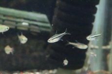 画像3: 【淡水魚】【通販】ゴールデンオレンジラインテトラ ペルー産 ワルド【1匹】（珍カラ）（生体）（淡水）NKCK (3)