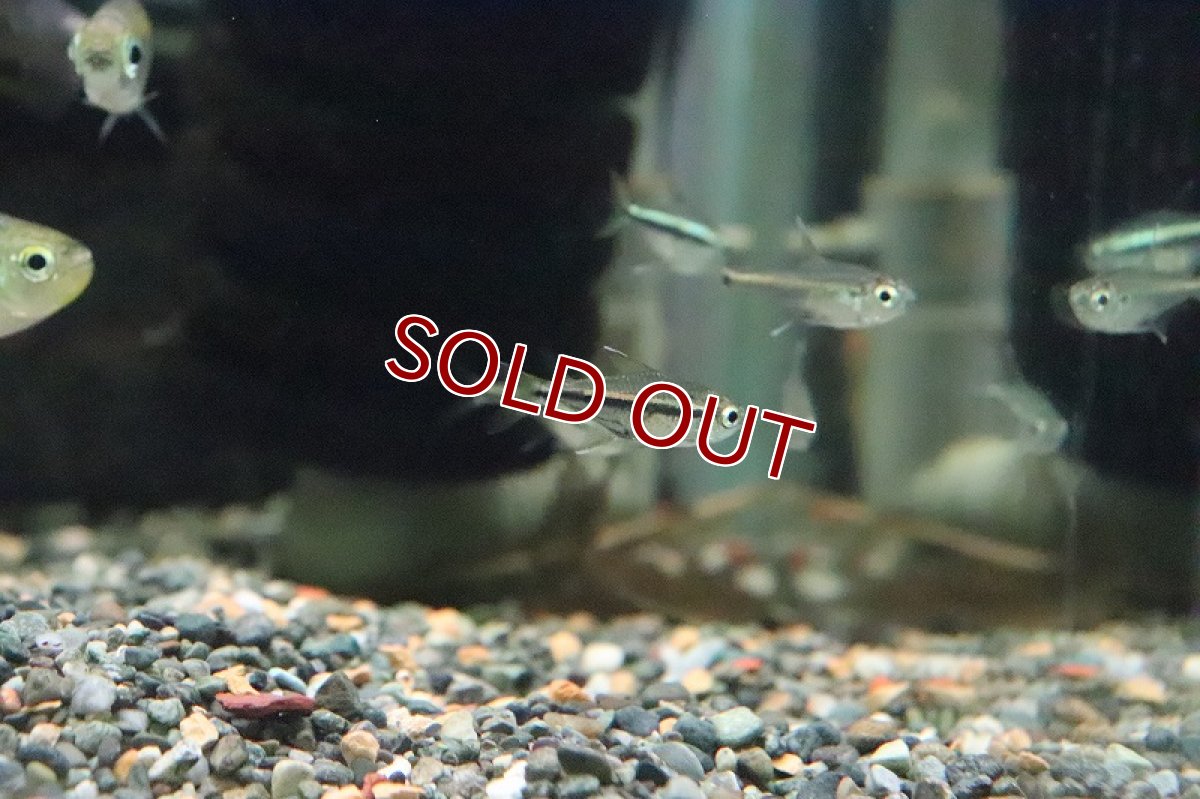 画像4: 【淡水魚】ゴールデンオレンジラインテトラ ペルー産 ワルド【1匹】（珍カラ）（生体）（淡水）NKCK (4)