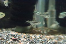 画像4: 【淡水魚】【通販】ゴールデンオレンジラインテトラ ペルー産 ワルド【1匹】（珍カラ）（生体）（淡水）NKCK (4)