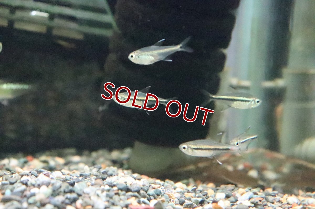 画像5: 【淡水魚】ゴールデンオレンジラインテトラ ペルー産 ワルド【1匹】（珍カラ）（生体）（淡水）NKCK (5)